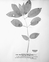 Synchytrium mercurialis image